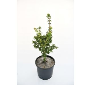 LISTAVEC PAHLJAČASTI JAVOR 'CRISPIFOLIUM' L26