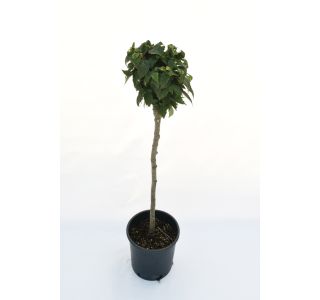 LISTAVEC ZELKOVA 'GOBLIN' L22