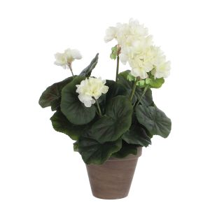 PELARGONIJA KREM V SIVEM STAN LONCU D11,5CM - H34XD20CM