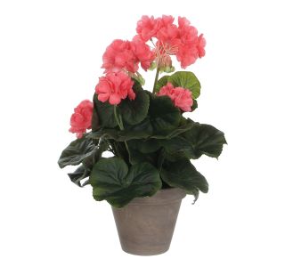 PELARGONIJA MARELIČNA V SIVEM STAN LONCU D11,5CM - H34XD20CM