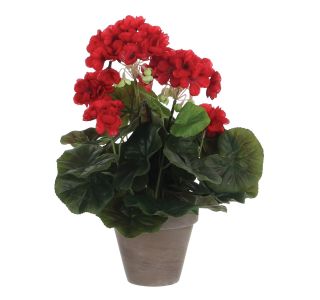 PELARGONIJA RDEČA V SIVEM STAN LONCU D11,5CM - H34XD20CM