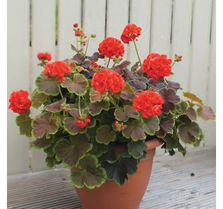 PELARGONIJA VOLMARY PELGON.ZONALE PELARDINI PISANOLISTNA GERANIJA L12