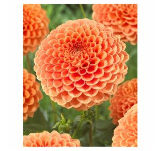 POLETI CVETOČA ČEBULICA HOLLAND BULB MARKET DALIJA BALL JOWEY NICKY