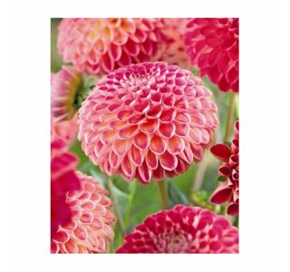 POLETI CVETOČA ČEBULICA HOLLAND BULB MARKET DALIJA BALL KENORA FIREBALL