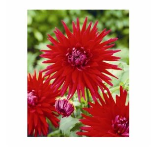 POLETI CVETOČA ČEBULICA HOLLAND BULB MARKET DALIJA CACTUS RED MARJORETTE