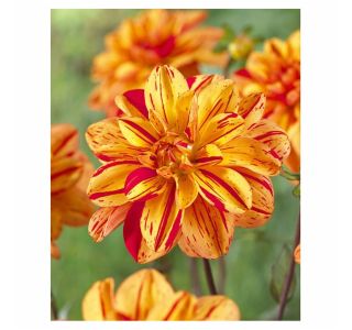 POLETI CVETOČA ČEBULICA HOLLAND BULB MARKET DALIJA DEKORATIVNA PASOLINI