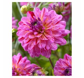 POLETI CVETOČA ČEBULICA HOLLAND BULB MARKET DALIJA DEKORATIVNA TROPICAL