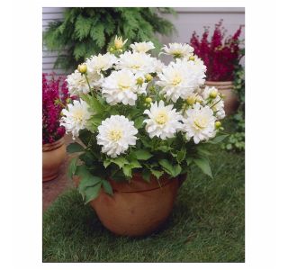 POLETI CVETOČA ČEBULICA HOLLAND BULB MARKET DALIJA POT ASPEN