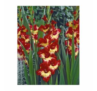 POLETI CVETOČA ČEBULICA HOLLAND BULB MARKET GLADIOLA STEREO