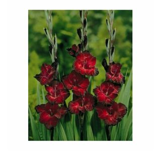 POLETI CVETOČA ČEBULICA HOLLAND BULB MARKET GLADIOLUS BLACK JACK '