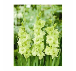 POLETI CVETOČA ČEBULICA HOLLAND BULB MARKET GLADIOLUS GREEN STAR