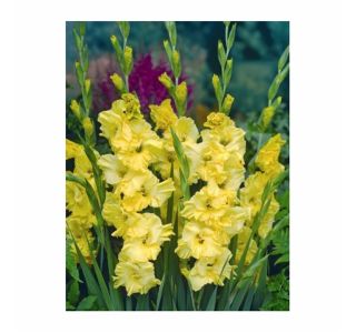 POLETI CVETOČA ČEBULICA HOLLAND BULB MARKET GLADIOLUS LEMON DROP
