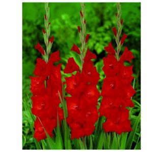 POLETI CVETOČA ČEBULICA HOLLAND BULB MARKET GLADIOLUS RED BEAUTY