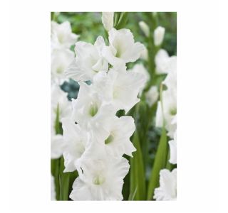 POLETI CVETOČA ČEBULICA HOLLAND BULB MARKET GLADIOLUS SANCERRE '