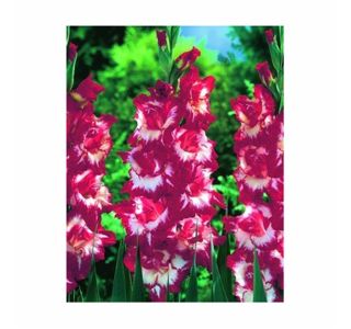 POLETI CVETOČA ČEBULICA HOLLAND BULB MARKET GLADIOLUS SPARKLER