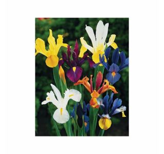 POLETI CVETOČA ČEBULICA HOLLAND BULB MARKET IRIS DUTCH IRIS MIX 7/8 15KOS
