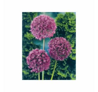 POMLADI CVETOČA ČEBULICA HOLLAND BULB MARKET ALLIUM PURPLE SENS. 12/14 5KOS