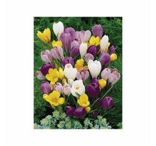 POMLADI CVETOČA ČEBULICA HOLLAND BULB MARKET CROCUS LARGE FLOW. MIX 7/8 10KOS