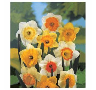 POMLADI CVETOČA ČEBULICA HOLLAND BULB MARKET NARCISA VELIKOCVETNA 40/1