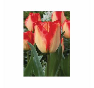 POMLADI CVETOČA ČEBULICA HOLLAND BULB MARKET TULIPAN DARWIN AMER. DREAM 11/12 10KOS