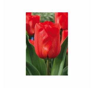 POMLADI CVETOČA ČEBULICA HOLLAND BULB MARKET TULIPAN DARWIN DARWIORANGE 11/12 10KOS