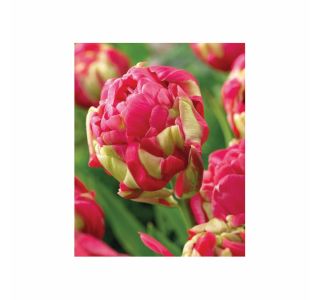 POMLADI CVETOČA ČEBULICA HOLLAND BULB MARKET TULIPAN DVOJNI RENOWN UNIQUE 11/12 8KOS