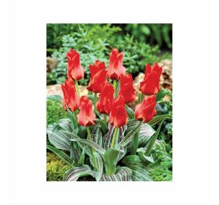 POMLADI CVETOČA ČEBULICA HOLLAND BULB MARKET TULIPAN GREIGII RED TORCH 11/12 10KOS