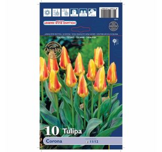 POMLADI CVETOČA ČEBULICA HOLLAND BULB MARKET TULIPAN KAUFMANIA CORONA 11/12 10KOS