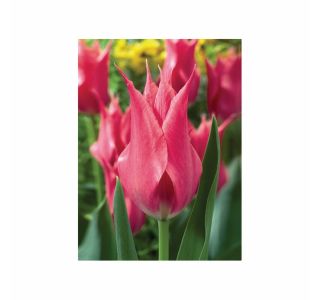 POMLADI CVETOČA ČEBULICA HOLLAND BULB MARKET TULIPAN LILIJSKI LILYLADY 11/12 10KOS