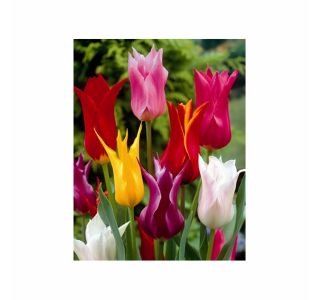 POMLADI CVETOČA ČEBULICA HOLLAND BULB MARKET TULIPAN LILIJSKI MIXED 11/12 10KOS