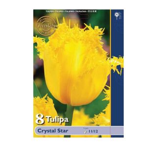 POMLADI CVETOČA ČEBULICA HOLLAND BULB MARKET TULIPAN NAZOBČAN CRYSTAL STAR 11/12 8 KOS