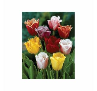 POMLADI CVETOČA ČEBULICA HOLLAND BULB MARKET TULIPAN NAZOBČAN FRINGED MIXED 11/12 8KOS