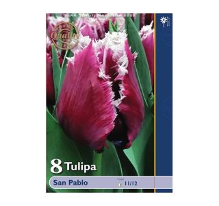 POMLADI CVETOČA ČEBULICA HOLLAND BULB MARKET TULIPAN NAZOBČAN SAN PABLO 11/12 8 KOS