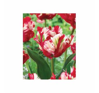 POMLADI CVETOČA ČEBULICA HOLLAND BULB MARKET TULIPAN PARROT ESTELLA RIJN. 11/12 8KOS