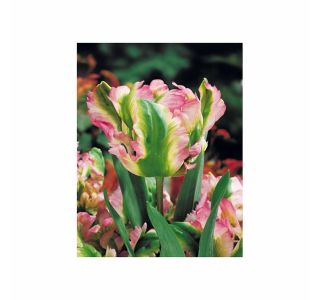 POMLADI CVETOČA ČEBULICA HOLLAND BULB MARKET TULIPAN PARROT GREEN WAVE 11/12 8KOS