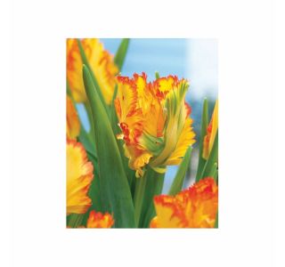 POMLADI CVETOČA ČEBULICA HOLLAND BULB MARKET TULIPAN PARROT LA COURTIN E PARROT