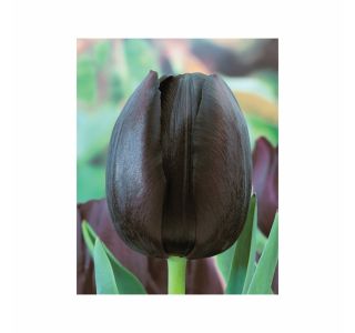 POMLADI CVETOČA ČEBULICA HOLLAND BULB MARKET TULIPAN POZEN CAFE NOIR 11/12 10KOS