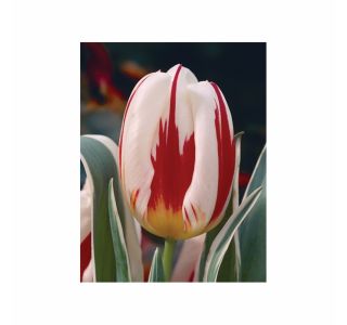 POMLADI CVETOČA ČEBULICA HOLLAND BULB MARKET TULIPAN THRIUMPH HAPPY GENER. 11/12 10KOS