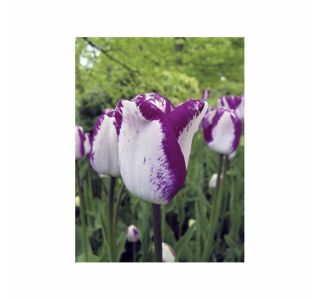 POMLADI CVETOČA ČEBULICA HOLLAND BULB MARKET TULIPAN THRIUMPH HOTPANTS 11/12 10KOS
