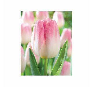 POMLADI CVETOČA ČEBULICA HOLLAND BULB MARKET TULIPAN THRIUMPH SHOWBIZZ 11/12 10KOS