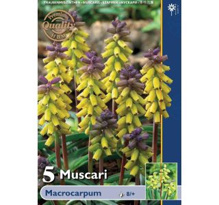 POMLADI CVETOČA ČEBULICA MUSCARI MACROCARPUM 8/+ 5 KOS