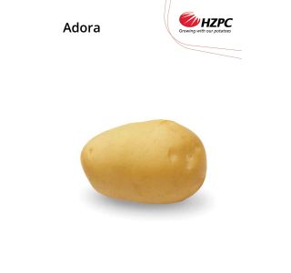 SEME KROMPIRJA ADORA 5 KG