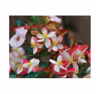 SEZONSKA RASTLINA VOLMARY BEGONIA X HYBRIDA BRAVEHEART