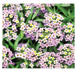 SEZONSKA RASTLINA VOLMARY LOBULARIA MARITIMA LUCIA WHITE COLOURS