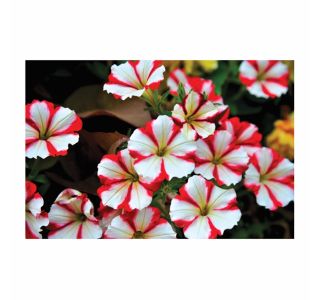 SEZONSKA RASTLINA VOLMARY PETUNIA X ATKINSIANA PEGASUS SPECIAL RED STAR