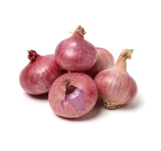 VRTNINA L'ORTO FRUTTIFERO RDEČA ČEBULA 9/1 BAS.FIORENTINA KULTIPAK