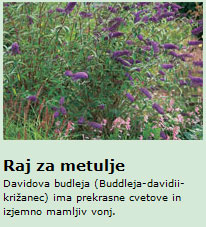 raj za metulje